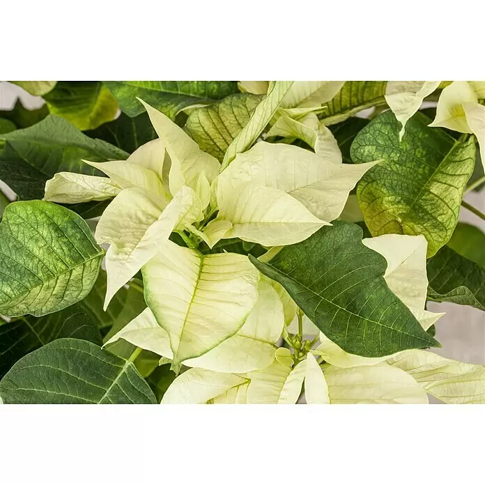 Piardino Weihnachtsstern 3-4 Brakteen - Euphorbia pulcherrima, Topfgröße: 11 cm, Weiß - Detailaufnahme