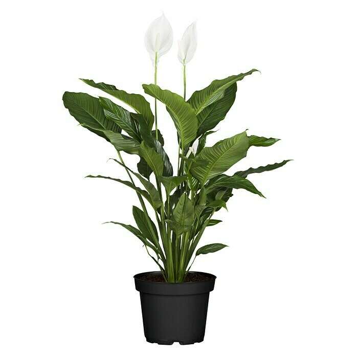 Piardino Blattfahne (Spathiphyllum floribundum)