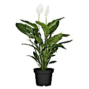 Piardino Blattfahne (Spathiphyllum floribundum)