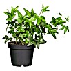 Efeu (Hedera helix, Topfgröße: 5 l) | BAUHAUS