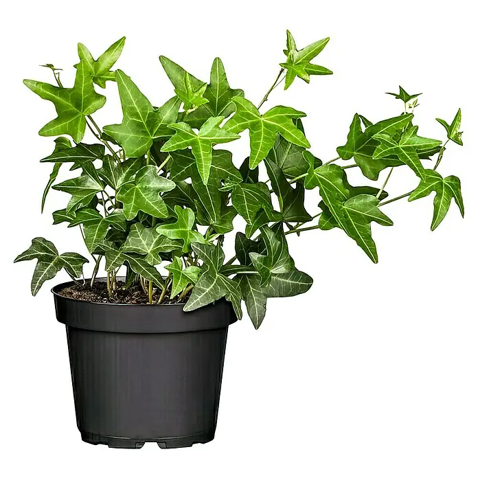 Piardino Efeu - Hedera helix, Topfgröße: 13 cm, Grün - Detailaufnahme einer Zimmer-Efeu-Pflanze in einem schwarzen Topf, die ihre dekorativen, hellgrünen Blätter mit weißen Adern zur Schau stellt.