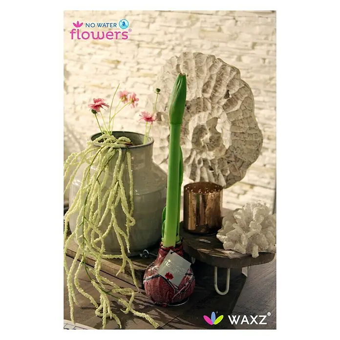 Piardino Amaryllis Waxz® Rembrandt - Hippeastrum x Hybrid, Blütenfarbe: Rot, Gold/Braun/Weiß - Stillleben mit einer roten Amaryllis-Zwiebel, einer grauen Vase und Dekorationen auf einem Holztablett, präsentiert von No Water Flowers und WAXZ.
