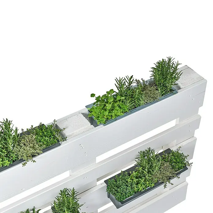 Geli Pflanzkasten-Einsatz Easy - Außenmaß (L x B x H): 37 x 10 x 10 cm, Kunststoff, Anthrazit - Eine Nahaufnahme eines weißen Palettenregals mit mehreren Behältern mit frischen Kräutern, perfekt für einen kleinen Kräutergarten auf dem Balkon.