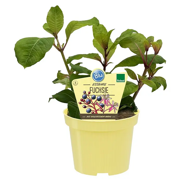 Blu Bio Fuchsie essbar - Fuchsia arborescens, Topfgröße: 12 cm, Pink - Die essbare Fuchsie 'Blu' in einem gelben Topf. Die Pflanze hat grüne Blätter und ein Etikett, das die Sorte und biologischen Anbau kennzeichnet.