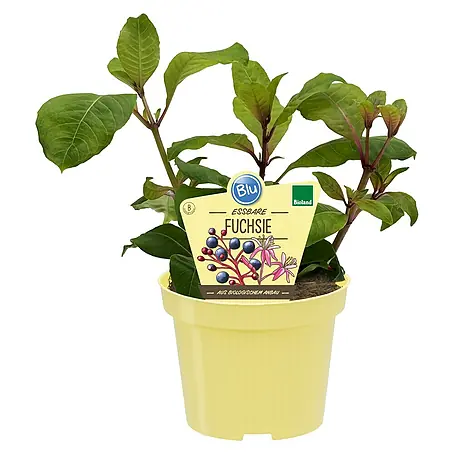Blu Bio Fuchsie essbar