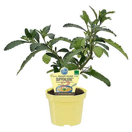 Blu Bio Bouillon Pflanze Suppenliebe®