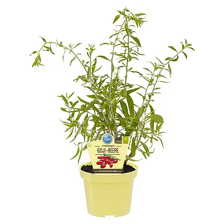 Blu Bio Goji-Beere