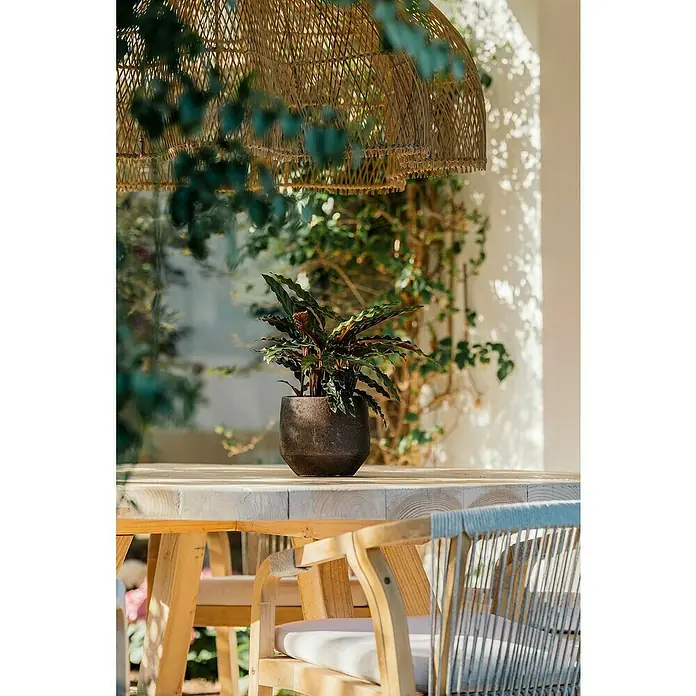 Maceta para planta Grea - Dimensiones externas (Ø x Al): 30 x 28 cm, Cerámica, Marrón - Primer plano de una planta en maceta sobre una mesa de madera, con una lámpara colgante de madera encima, creando un ambiente acogedor y natural.