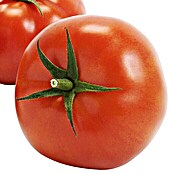 Piardino Tomate (Erntezeit: Juni - Oktober)