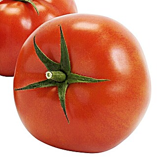 Piardino Tomate Imagine Maxi (Lycopersicon esculentum, 12 cm, Erntezeit: Juni)