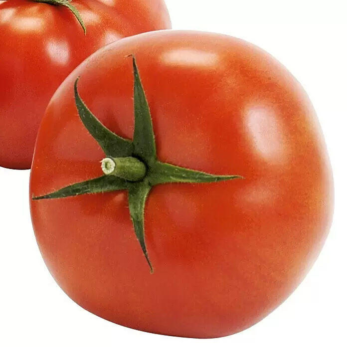 Piardino Tomate Imagine Maxi - Lycopersicon esculentum, 12 cm, Erntezeit: Juni