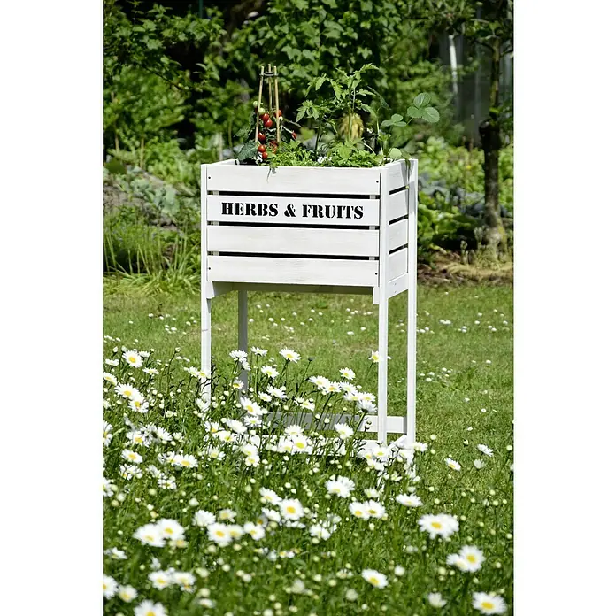 Dobar Hochbeet - 49 x 42 x 90 cm, Holz, Weiß - Hochbeet aus Holz mit der Aufschrift "Herbs & Fruits", gefüllt mit Kräutern und Früchten, umgeben von Gänseblümchen auf einer Wiese im Garten.