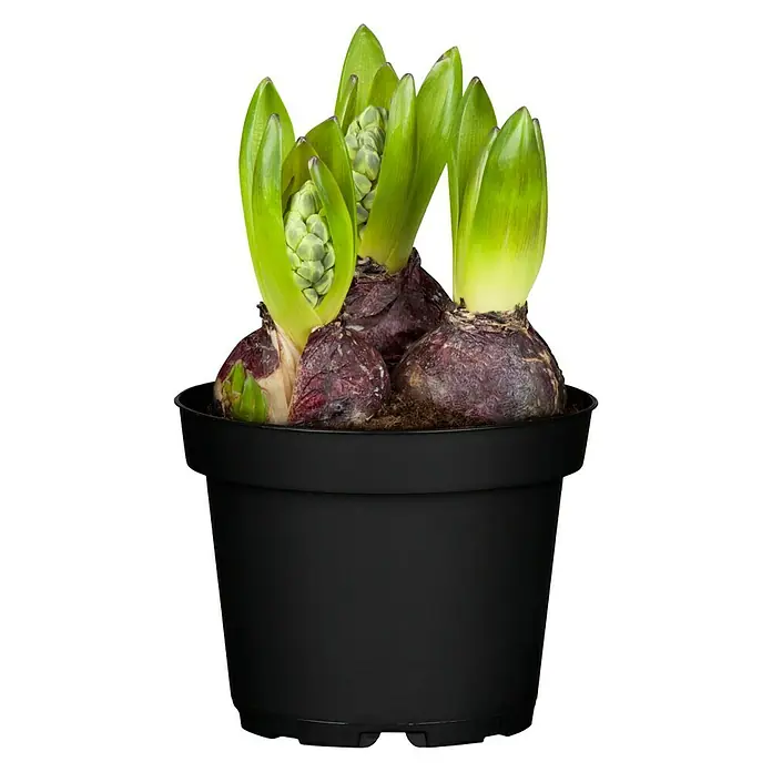 Piardino Frühlingsblumenzwiebeln Hyazinthe - Hyacinthus orientalis 'Blue Pearl' - Hyazinthenzwiebeln in einem schwarzen Topf, mit grünen Trieben und Blütenknospen, bereit zum Aufblühen. Ideal für den Frühling.