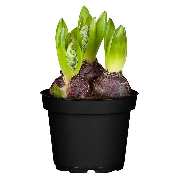Piardino Frühlingsblumenzwiebeln HyazintheHyacinthus orientalis 'Blue Pearl' Front View