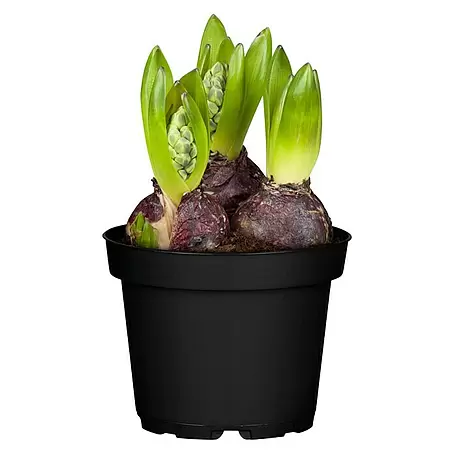 Piardino  Frühlingsblumenzwiebeln Hyazinthe