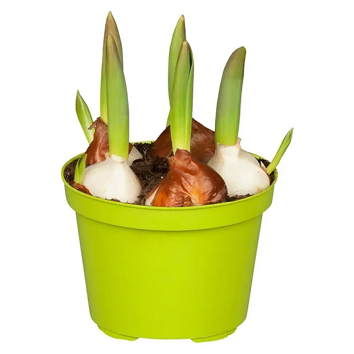 Piardino Frühlingsblumenzwiebeln Tulpe Red Flair - Tulipa 'Red Flair' - Frische Narzissenzwiebeln in einem hellgrünen Topf, die darauf warten, im Frühling ihre schönen Blüten zu zeigen.