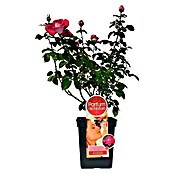 Piardino Edelrose Acapella (Rosa Hybrid, Topfgröße: 5 l, Blütenfarbe: Silber-Kirschrot)