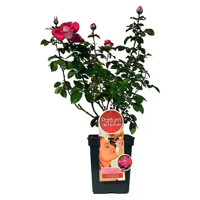 Piardino Edelrose Acapella - Rosa Hybride, Blütenfarbe: Silber/Kirschrot - Vorderansicht