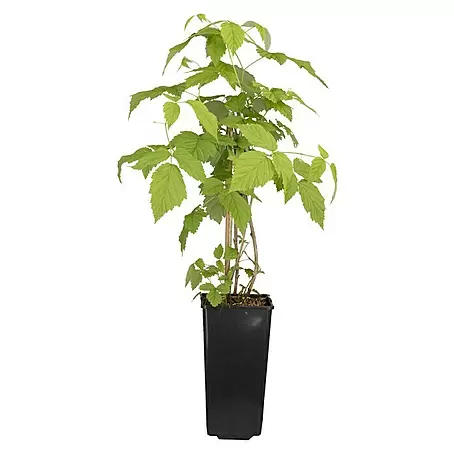 Piardino  Himbeere 'Meeker'