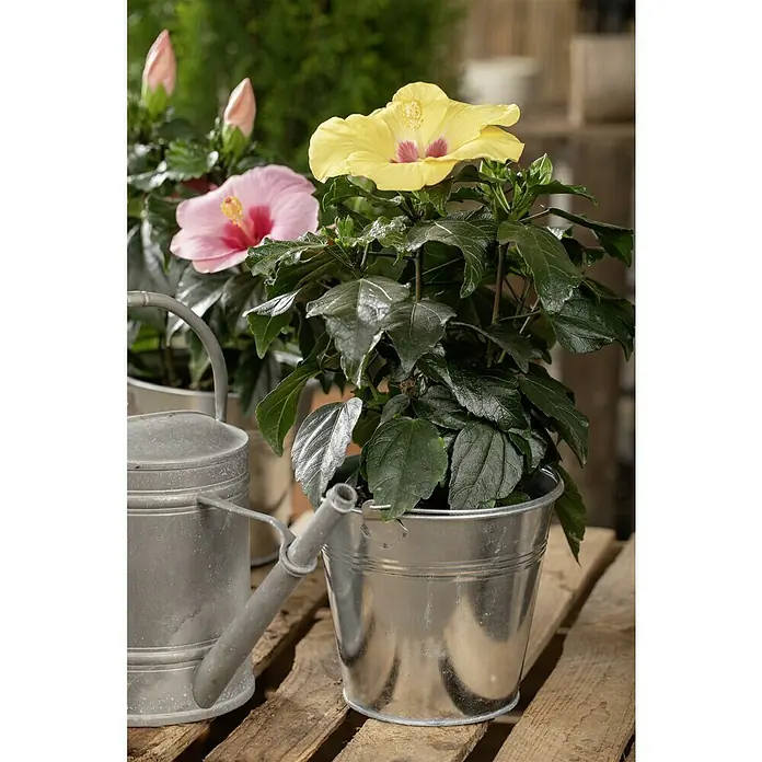 Piardino Garteneibisch - Hibiscus rosa-sinensis, Topfgröße: 13 cm, Sortenabhängig - Gelbe Hibiskusblüte im Topf mit einer Gießkanne.