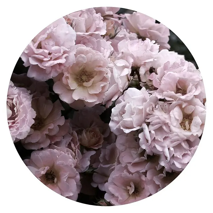 ProArt Glasbild - Peonies III, Durchmesser: 30 cm - Ein kreisförmiges Bild von zarten, blassrosa Rosenblüten, die eine weiche und romantische Ästhetik vermitteln. Die Blütenblätter sind dicht und detailreich.