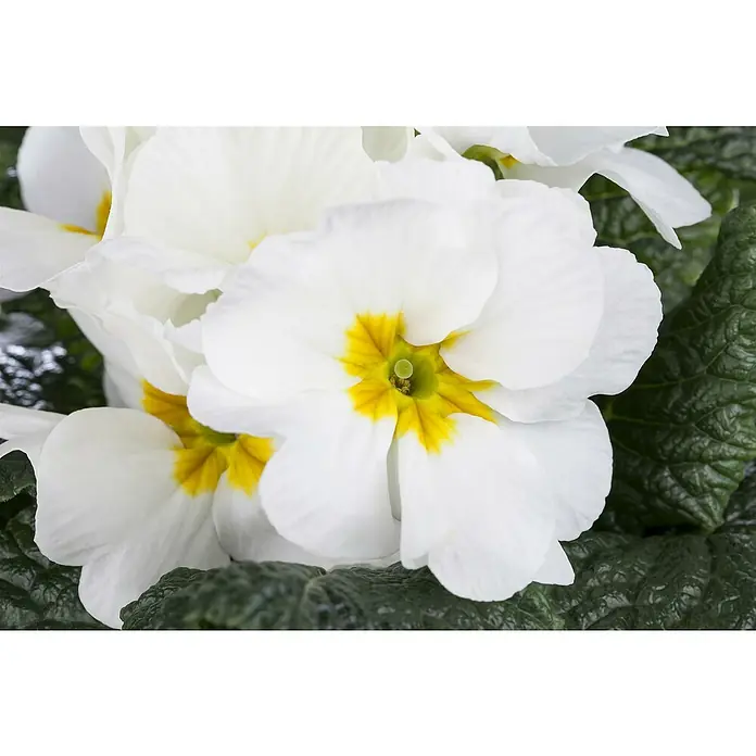 Piardino Primel - Primula acaulis, Topfgröße: 10 cm, Variabel - Nahaufnahme von weißen Primelblüten mit gelben Akzenten, die ihre zarten Blütenblätter und frische Farbe hervorheben.