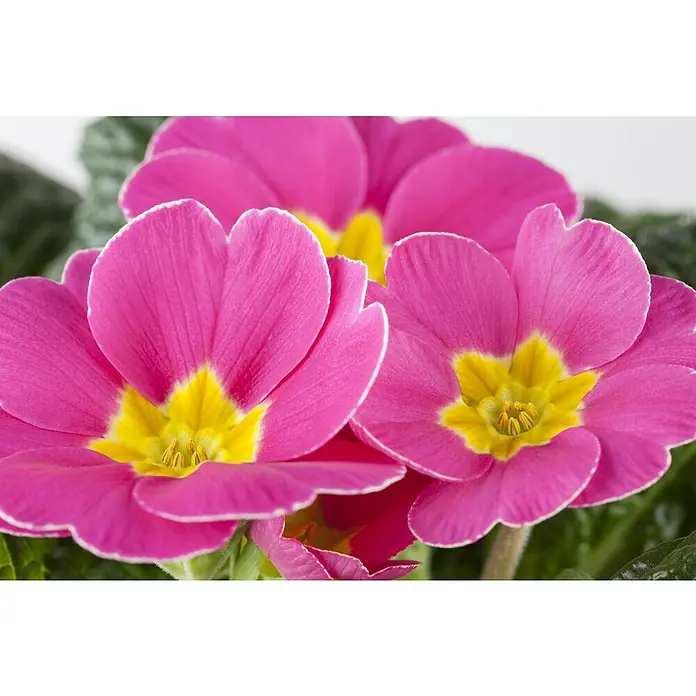 Piardino Primel - Primula acaulis, Topfgröße: 10 cm, Variabel - Nahaufnahme von drei rosa Primelblüten mit gelber Mitte und weißen Rändern, die die zarte Schönheit der Frühlingsblume hervorhebt.