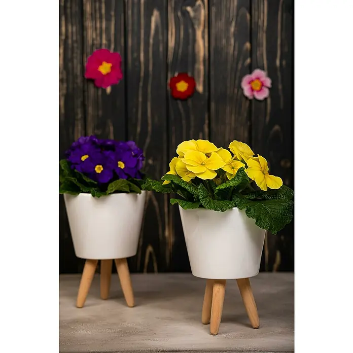 Piardino Primel - Primula acaulis, Topfgröße: 10 cm, Variabel - Zwei weiße Blumentöpfe mit Holzbeinen, einer mit gelben und einer mit violetten Primelblüten, vor einer dunklen Holzwand mit Blumenapplikationen.