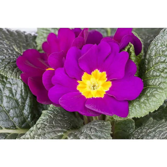 Piardino Primel - Primula acaulis, Topfgröße: 10 cm, Variabel - Nahaufnahme einer leuchtend lila Primelblüte mit gelbem Zentrum, umgeben von strukturierten grünen Blättern.