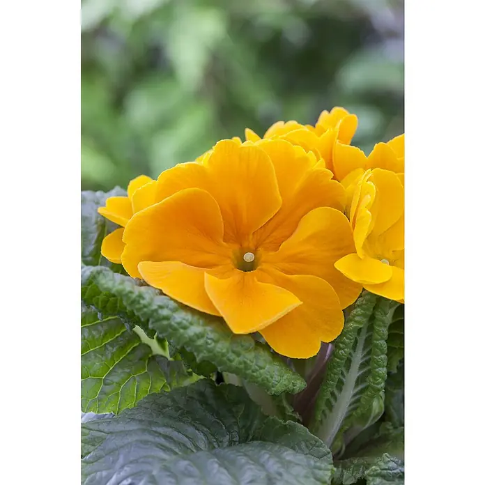 Piardino Primel - Primula acaulis, Topfgröße: 10 cm, Variabel - Nahaufnahme einer leuchtend gelben Primelblüte mit grünen Blättern. Die Farben der Primel sind lebendig und die Blätter haben eine attraktive Textur.