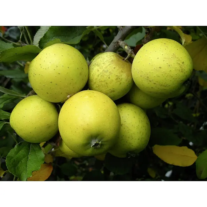 Apfelbaum Ananasrenette - Malus domestica Ananasrenette, Erntezeit: Oktober - Nahaufnahme von gelben Äpfeln am Baum, die ihre Reife zeigen und frisch und saftig aussehen.