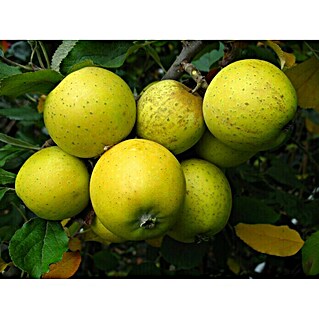 Apfelbaum Ananasrenette