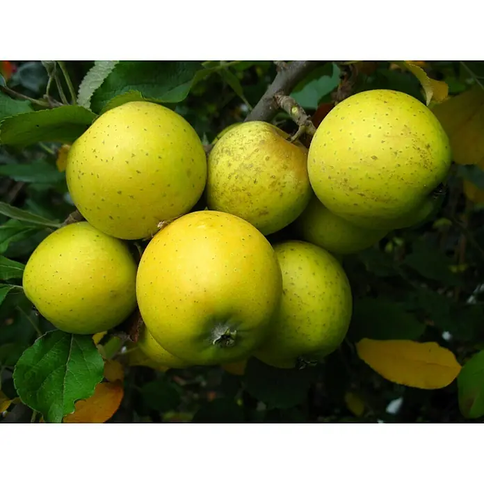 Apfelbaum AnanasrenetteMalus domestica Ananasrenette, Erntezeit: Oktober - Nahaufnahme von gelben Äpfeln am Baum, die ihre Reife zeigen und frisch und saftig aussehen.
