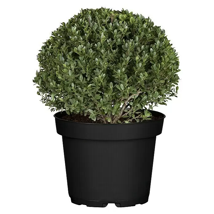 Piardino Japan-Stechpalme - Topfvolumen: 3 l, Illex crenata 'Dark Green' - Vorderansicht