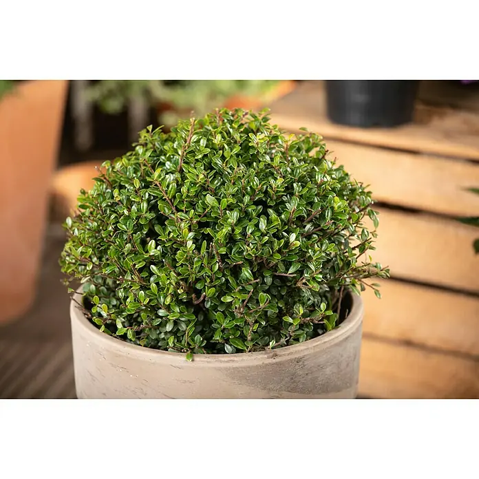 Piardino Japan-Stechpalme - Topfvolumen: 3 l, Illex crenata 'Dark Green' - Detailaufnahme eines grünen Buchsbaums im Topf, der eine Kugelform aufweist. Perfekt für Garten und Terrasse.