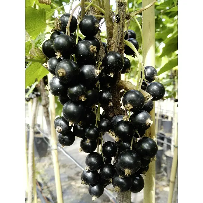 Johannisbeere Sortenmischung Titania / Jonkheer van Tets - Ribes rubrum Jonkheer van Tets, Ribes nigrum Titania, Erntezeit: Juni - Nahaufnahme von reifen, dunklen Johannisbeeren, die an einem Strauch hängen, perfekt für gesunde Snacks und köstliche Desserts.