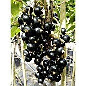 Schwarze Johannisbeere Titania (Ribes Nigrum Titania, Erntezeit: Juli - August)