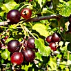 Jostabeere (Ribes nidigrolaria, Erntezeit: Juli, Topfvolumen: 3 l) | BAUHAUS