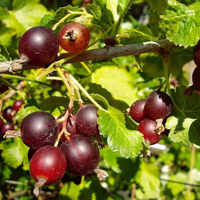 Jostabeere - Ribes x nidigrolaria, Erntezeit: Juli - Nahaufnahme von reifen Jostabeeren am Strauch, die eine dunkle, fast schwarze Farbe haben und von grünen Blättern umgeben sind.