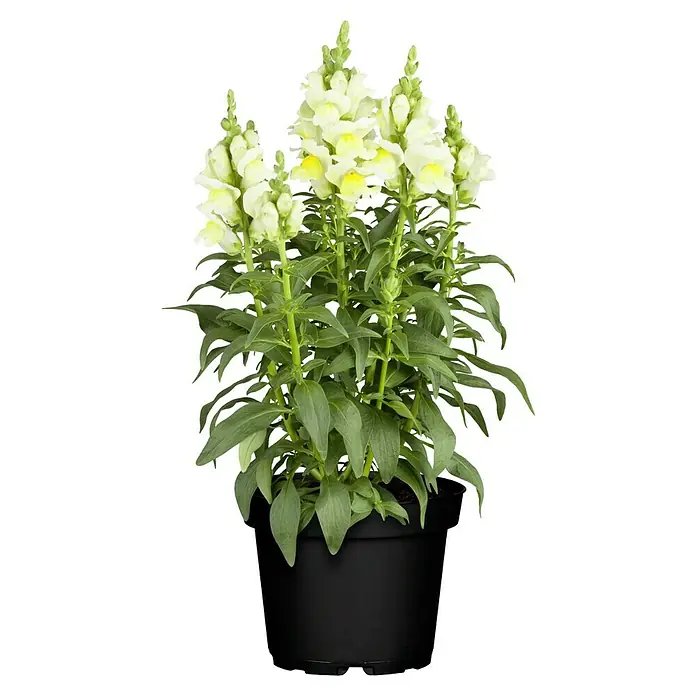 Piardino Garten-Löwenmaul - Antirrhinum majus, Topfgröße: 13 cm, Sortenabhängig - Nahaufnahme einer Topfpflanze mit gelben Löwenmäulchen, die ihre Blüten in voller Pracht zeigen.