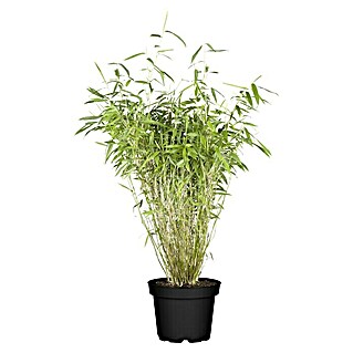 Piardino Muriel-Bambus (Fragesia murielae, Topfvolumen: 5 l)