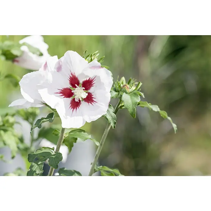 Piardino Garteneibisch - Hibiscus syriacus, Topfgröße: 19 cm, Blütenfarbe: Artenabhängig - Nahaufnahme einer blühenden Hibiskusblüte mit weißen Blütenblättern und einem roten Zentrum, umgeben von grünen Blättern.