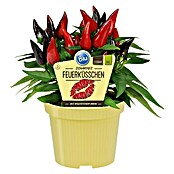 Bio Bullhorn Chili - Blu Capsicum annuum Bullhorn günstig kaufen