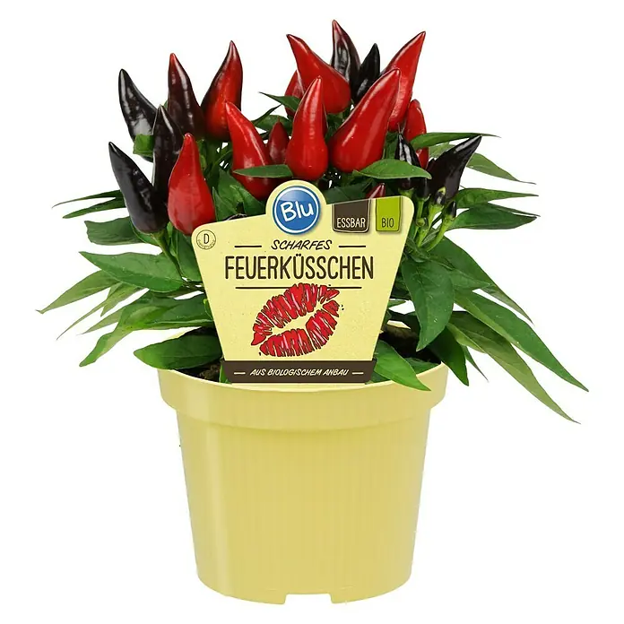 Blu Bio Chili Feuerküsschen - Capsicum anuum, 12 cm, Erntezeit: August - Topfpflanze mit roten und schwarzen Feuerküsschen-Chilischoten, bekannt für ihre Schärfe und biologischen Anbau.
