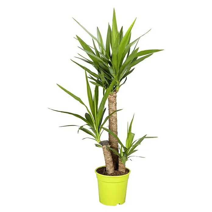 Piardino Yuca pie de elefante - Yucca elephantipes, Tamaño de maceta: 21 cm - Una yuca de interior en una maceta verde claro, mostrando sus hojas verdes y su tronco decorativo como un atractivo.