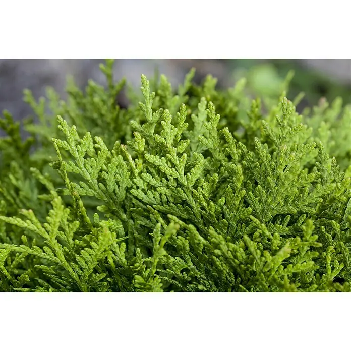 Piardino Tuya occidental - Thuja occidentalis 'Smaragd', 5 l - Primer plano de un árbol enano verde vibrante, con aspecto de aguja, ideal para jardines de rocalla o como cubierta vegetal texturizada.