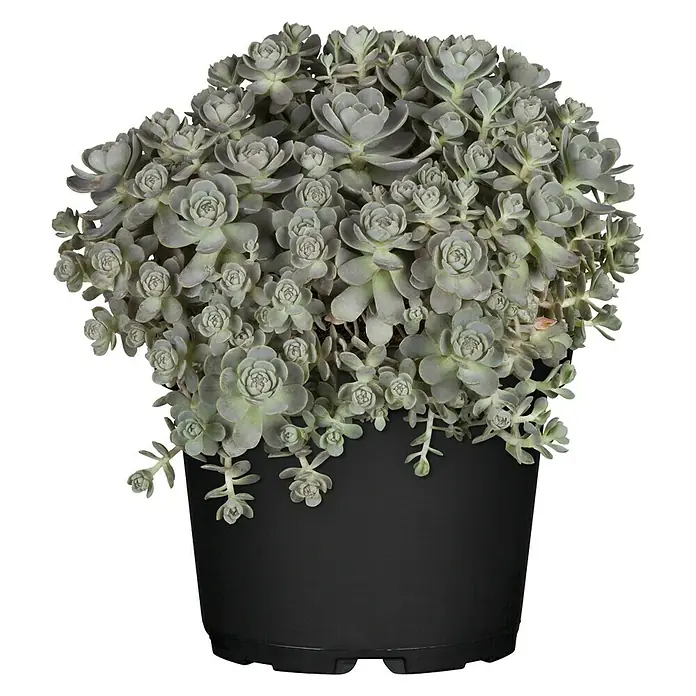Piardino Dickblatt Sternwurz - Orostachys iwarene - Prächtige Sedum-Staude in einem schwarzen Topf, eine dekorative Ergänzung für jeden Raum.