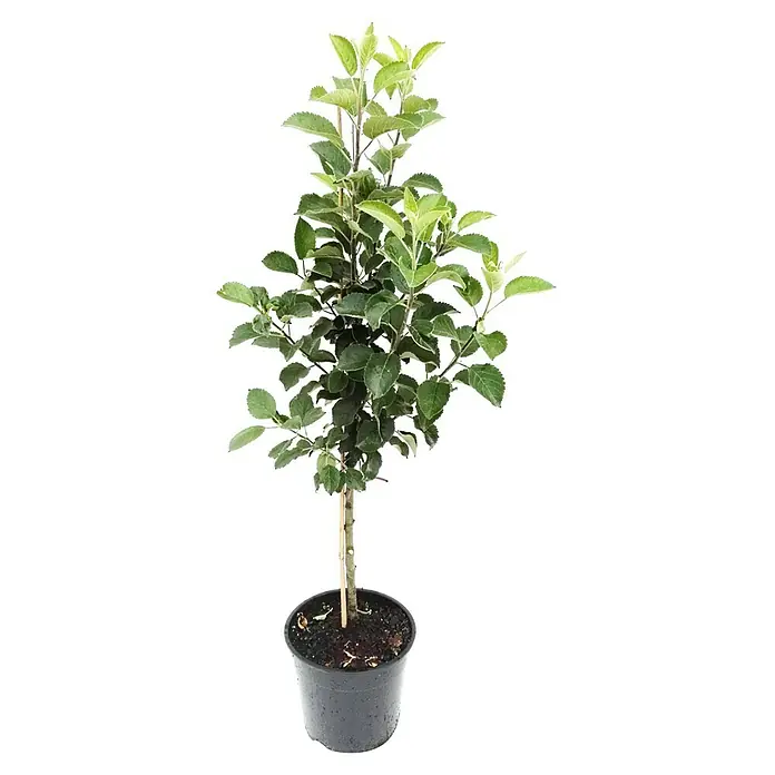 Apfelbaum Sternapi - Malus domestica Sternapi, Erntezeit: September - Ein junger Apfelbaum in einem schwarzen Topf mit vielen grünen Blättern, der eine gesunde und vielversprechende Zukunft verspricht.
