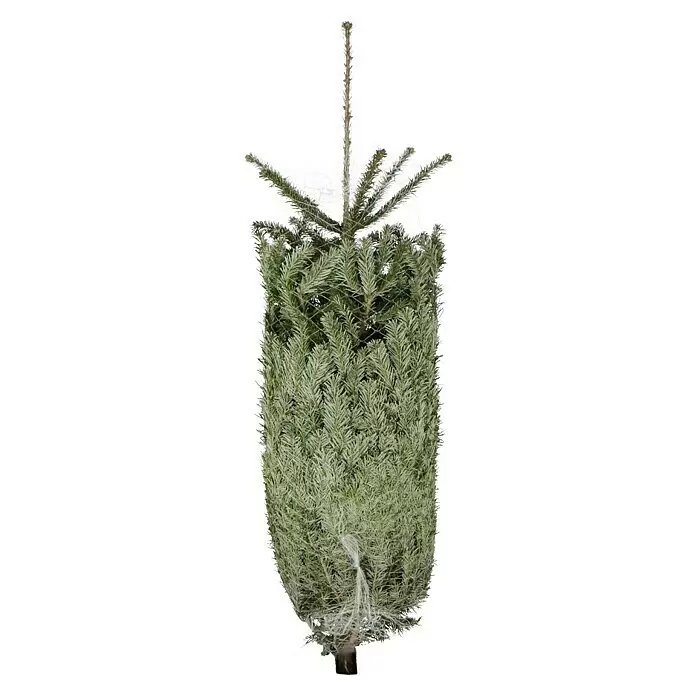 Piardino Nordmanntanne - 150 - 175 cm, Abies nordmanniana - Gebündelter grüner Weihnachtsbaum in einem Transportnetz.