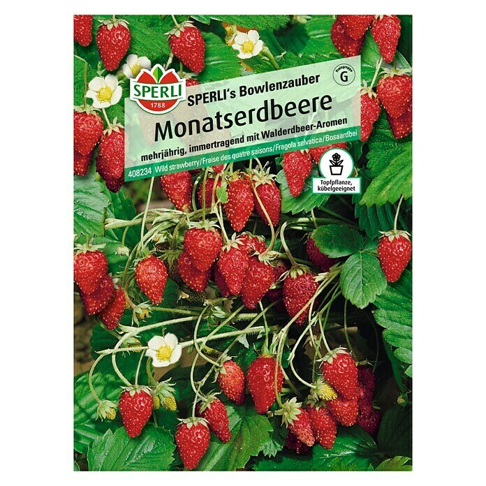 Sperli Obstsamen Monatserdbeere (Fragaria x ananassa, Erntezeit: Mai) | BAUHAUS